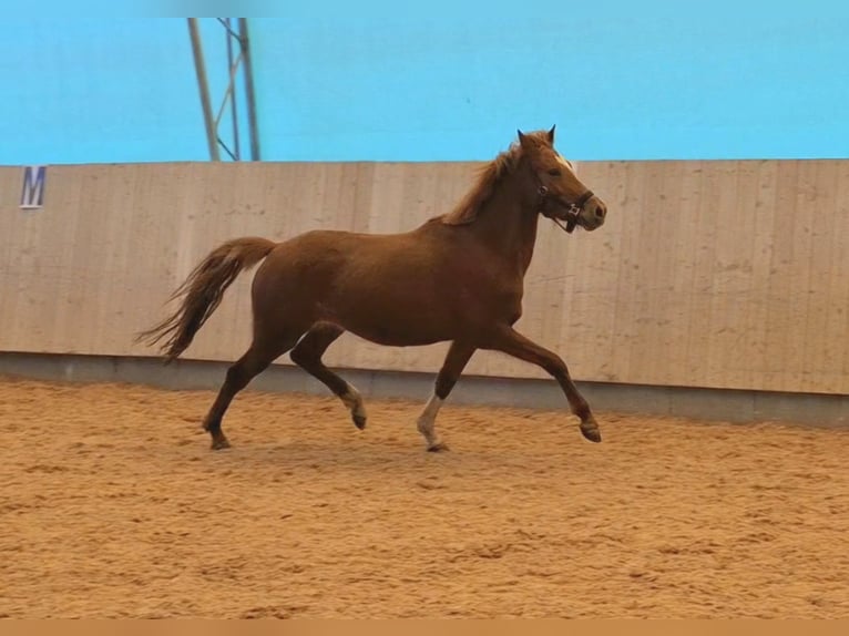 Deutsches Reitpony Stute 4 Jahre 140 cm Fuchs in Harsdorf
