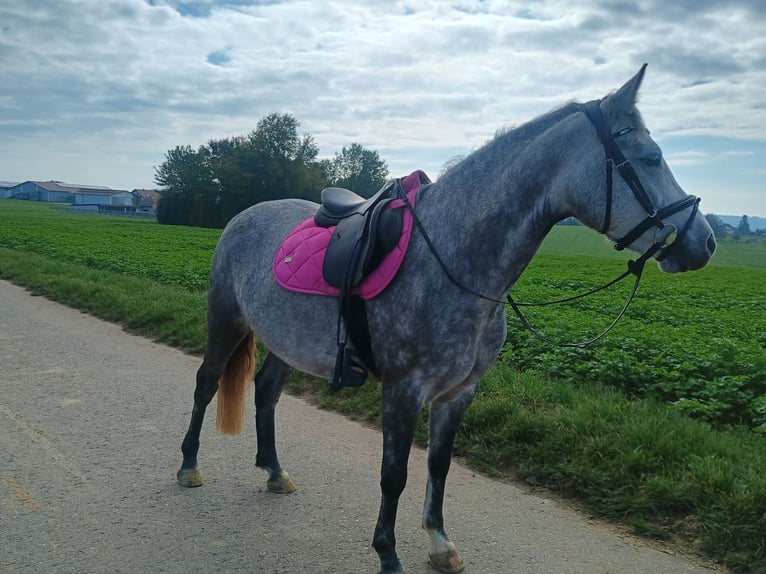 Deutsches Reitpony Stute 4 Jahre 140 cm Schimmel in Schwaigern