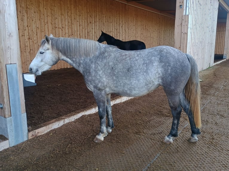 Deutsches Reitpony Stute 4 Jahre 140 cm Schimmel in Schwaigern