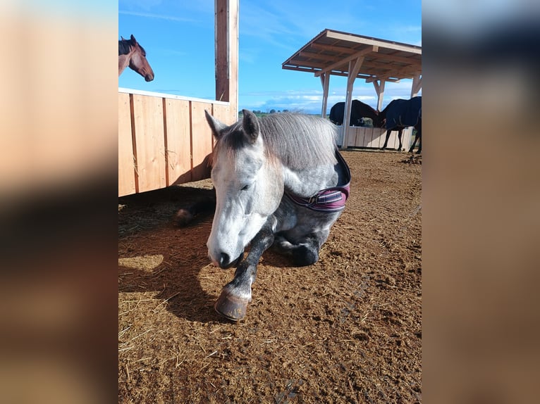 Deutsches Reitpony Stute 4 Jahre 140 cm Schimmel in Schwaigern