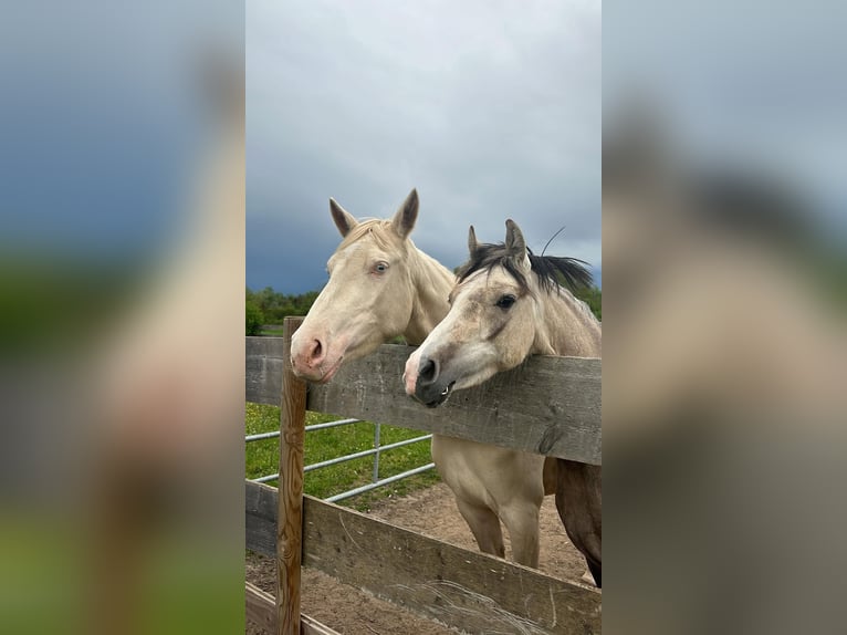 Deutsches Reitpony Stute 4 Jahre 141 cm in Nersingen