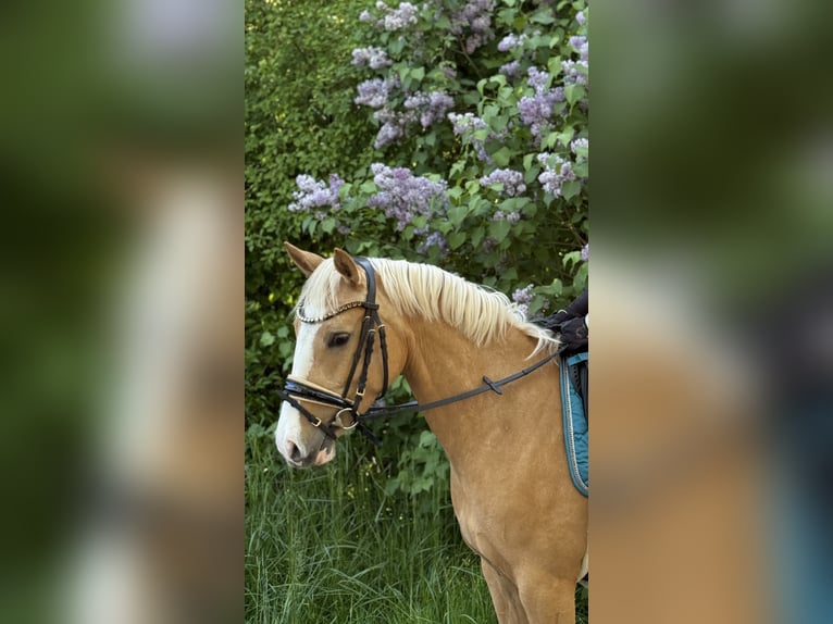 Deutsches Reitpony Stute 4 Jahre 141 cm Palomino in Heiligenstadt
