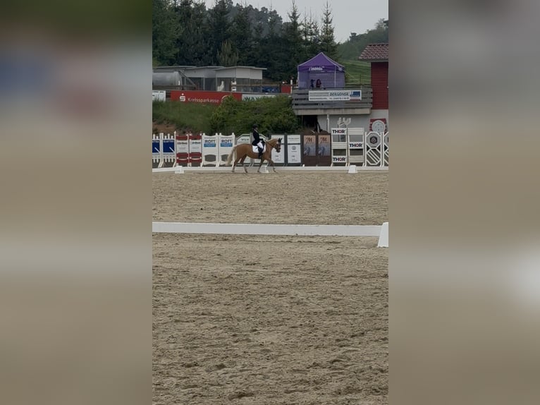 Deutsches Reitpony Stute 4 Jahre 141 cm Palomino in Heiligenstadt