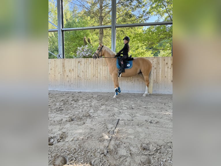 Deutsches Reitpony Stute 4 Jahre 141 cm Palomino in Heiligenstadt