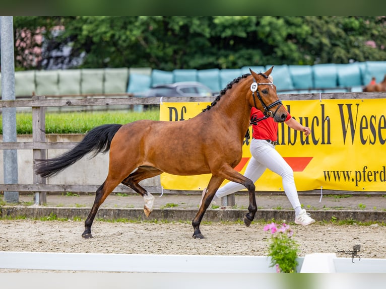 Deutsches Reitpony Stute 4 Jahre 142 cm Brauner in Westerstede