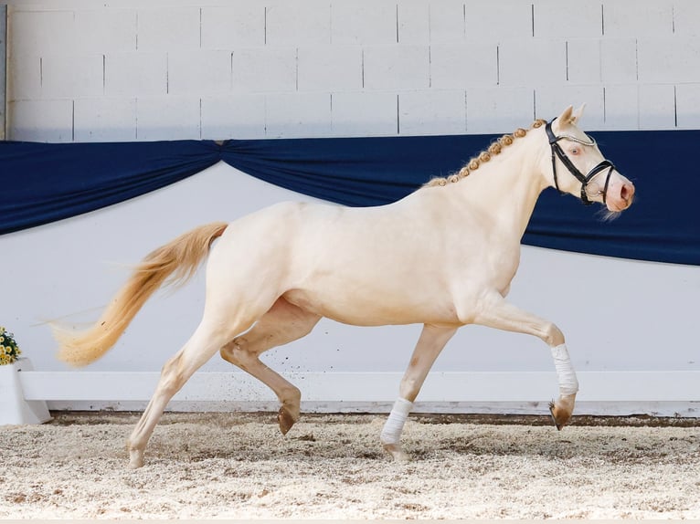 Deutsches Reitpony Stute 4 Jahre 142 cm Cremello in Marsberg