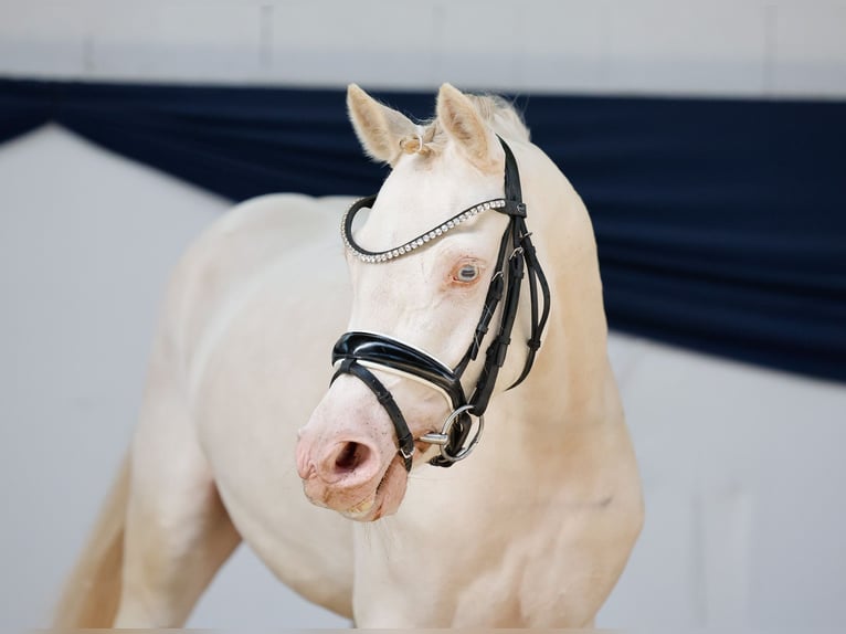 Deutsches Reitpony Stute 4 Jahre 142 cm Cremello in Marsberg