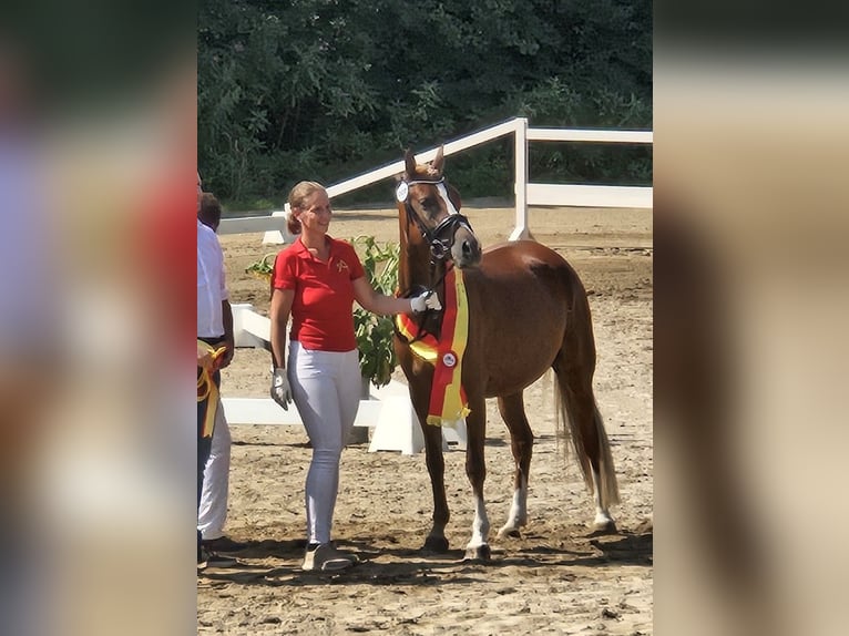 Deutsches Reitpony Stute 4 Jahre 142 cm Fuchs in Sieggraben