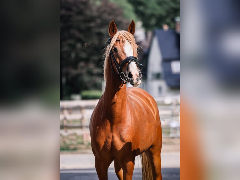 Deutsches Reitpony Stute 4 Jahre 142 cm Fuchs in Hattingen