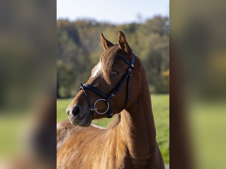 Deutsches Reitpony Stute 4 Jahre 142 cm Fuchs in Bad Bentheim