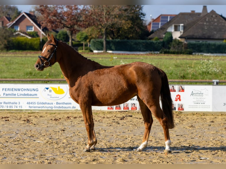 Deutsches Reitpony Stute 4 Jahre 142 cm Fuchs in Bad Bentheim