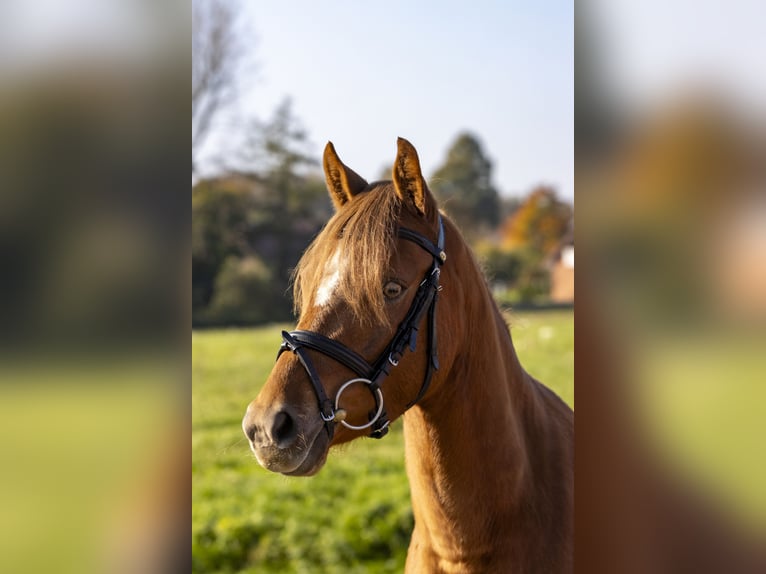 Deutsches Reitpony Stute 4 Jahre 142 cm Fuchs in Bad Bentheim