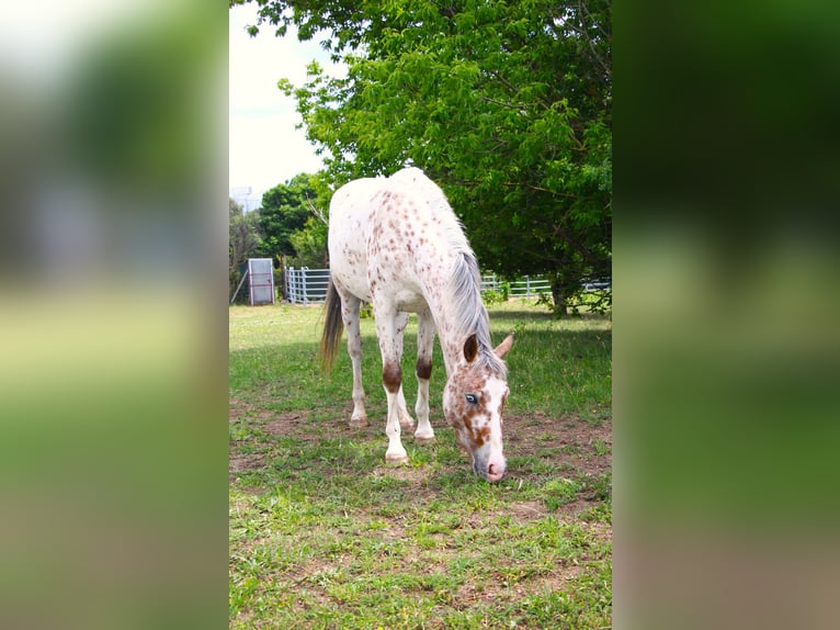 Deutsches Reitpony Mix Stute 4 Jahre 142 cm Tigerschecke in Himberg