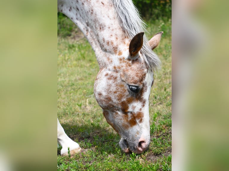 Deutsches Reitpony Mix Stute 4 Jahre 142 cm Tigerschecke in Himberg