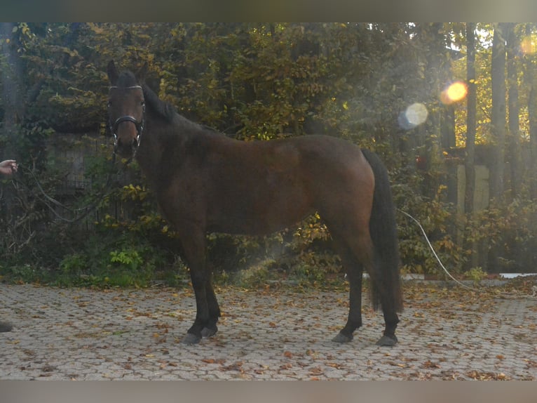 Deutsches Reitpony Stute 4 Jahre 143 cm Brauner in Würzburg