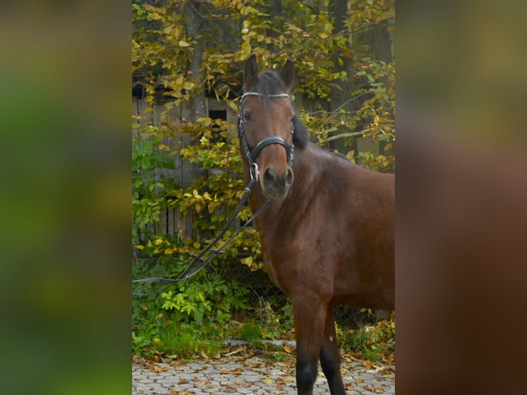 Deutsches Reitpony Stute 4 Jahre 143 cm Brauner in Würzburg