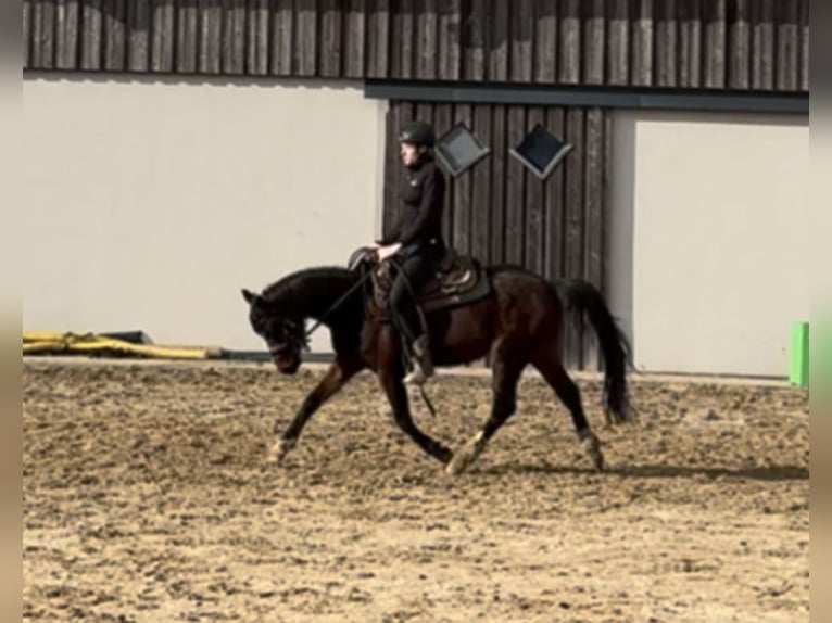 Deutsches Reitpony Stute 4 Jahre 143 cm Brauner in Daleiden