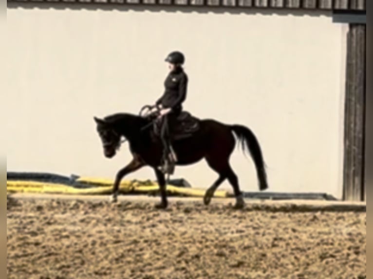 Deutsches Reitpony Stute 4 Jahre 143 cm Brauner in Daleiden