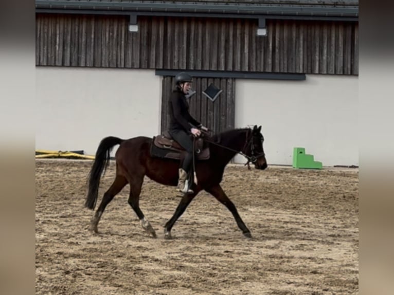 Deutsches Reitpony Stute 4 Jahre 143 cm Brauner in Daleiden