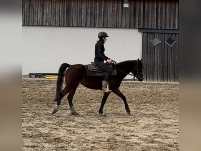 Deutsches Reitpony Stute 4 Jahre 143 cm Brauner in Daleiden