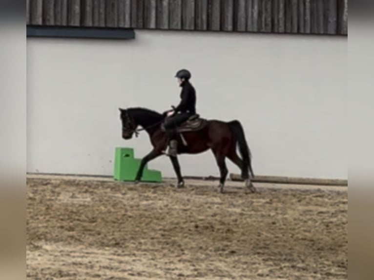 Deutsches Reitpony Stute 4 Jahre 143 cm Brauner in Daleiden