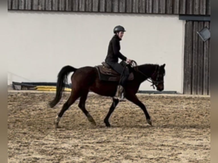 Deutsches Reitpony Stute 4 Jahre 143 cm Brauner in Daleiden