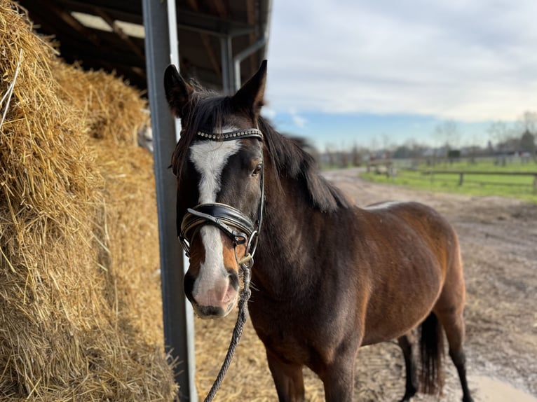 Deutsches Reitpony Stute 4 Jahre 143 cm Dunkelbrauner in Grevenbroich