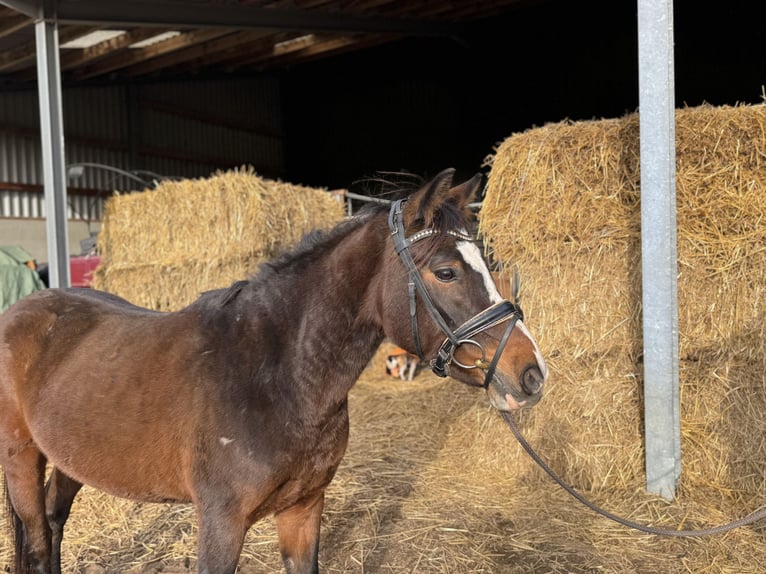 Deutsches Reitpony Stute 4 Jahre 143 cm Dunkelbrauner in Grevenbroich