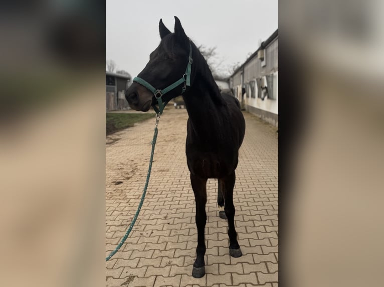 Deutsches Reitpony Stute 4 Jahre 143 cm Dunkelbrauner in Bad Kreuznach