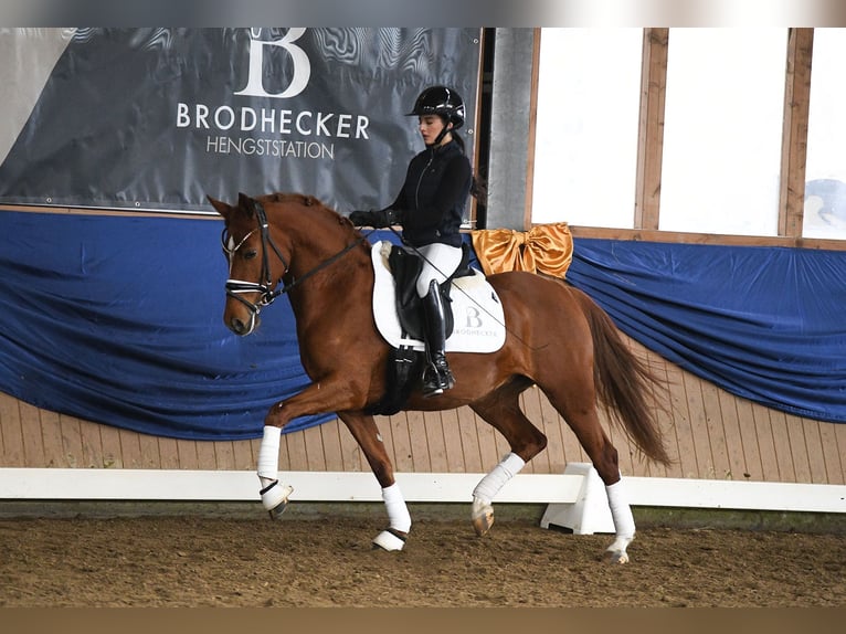 Deutsches Reitpony Stute 4 Jahre 143 cm Fuchs in Riedstadt