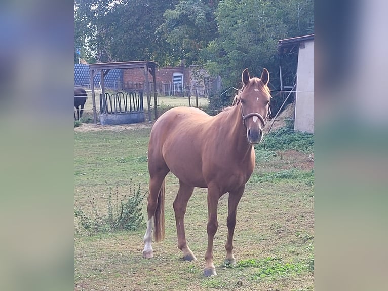 Deutsches Reitpony Stute 4 Jahre 143 cm Fuchs in Wanzleben-Börde