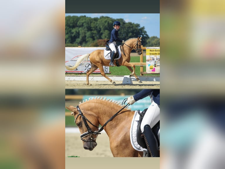 Deutsches Reitpony Stute 4 Jahre 143 cm Palomino in Welver