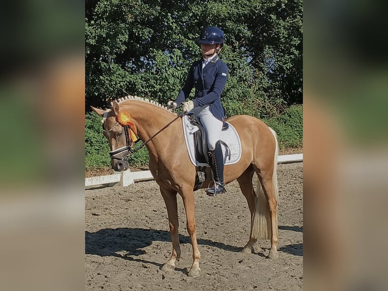 Deutsches Reitpony Stute 4 Jahre 143 cm Palomino in Welver