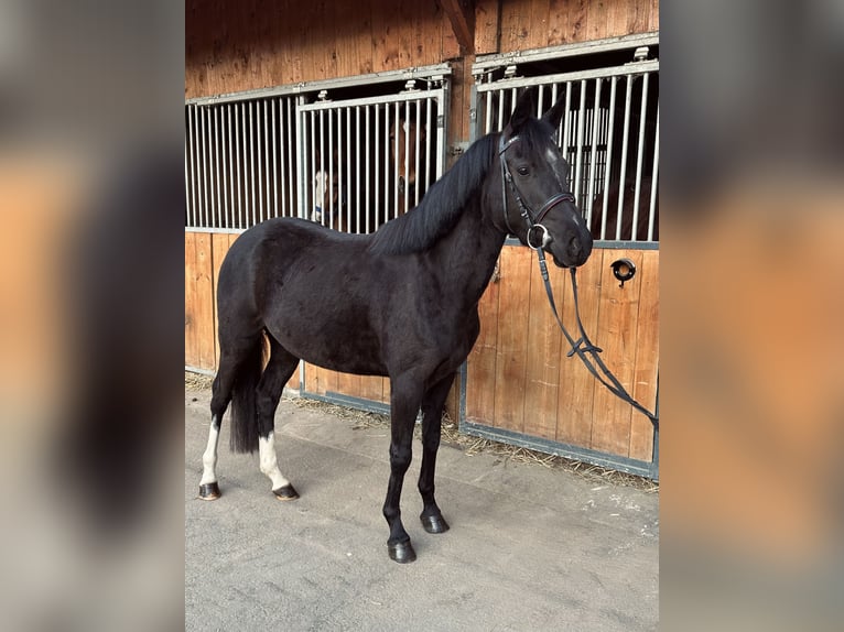 Deutsches Reitpony Stute 4 Jahre 143 cm Rappe in Dortmund