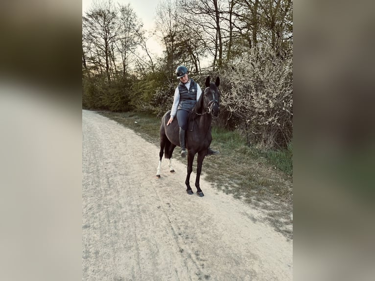 Deutsches Reitpony Stute 4 Jahre 143 cm Rappe in Dortmund