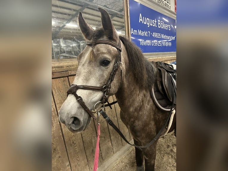 Deutsches Reitpony Mix Stute 4 Jahre 144 cm Apfelschimmel in Osterwald