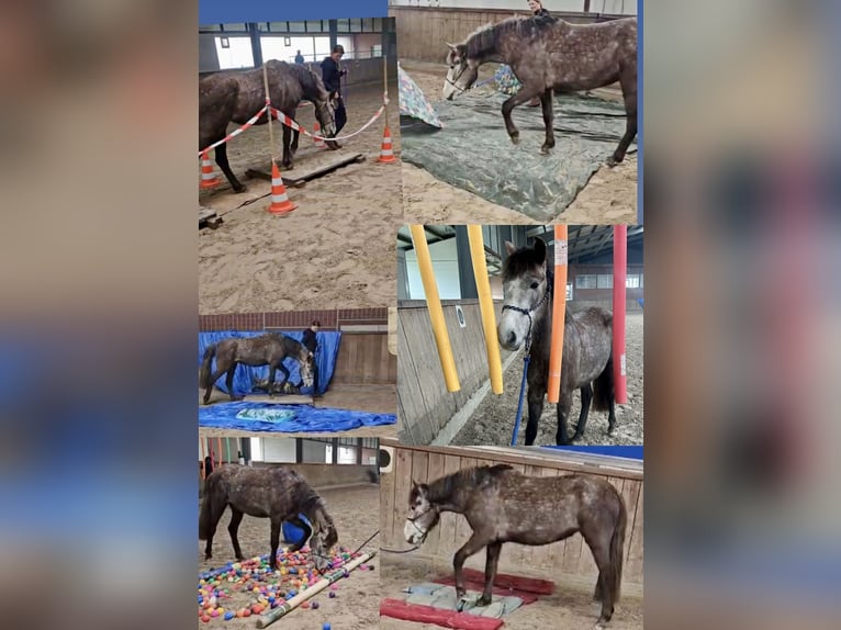 Deutsches Reitpony Mix Stute 4 Jahre 144 cm Apfelschimmel in Osterwald