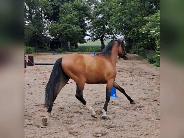 Deutsches Reitpony Stute 4 Jahre 144 cm Brauner in Bekdorf