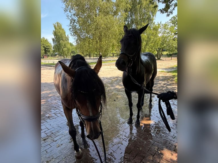 Deutsches Reitpony Stute 4 Jahre 144 cm Brauner in Bekdorf