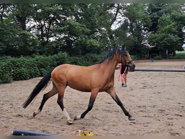 Deutsches Reitpony Stute 4 Jahre 144 cm Brauner in Bekdorf