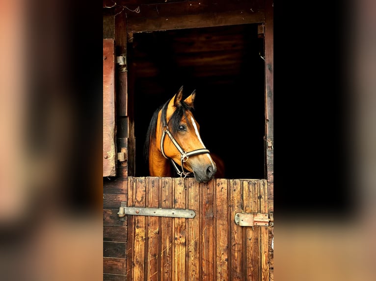 Deutsches Reitpony Stute 4 Jahre 144 cm Brauner in Bekdorf