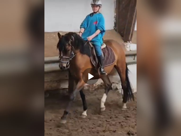 Deutsches Reitpony Stute 4 Jahre 144 cm Brauner in Bekdorf