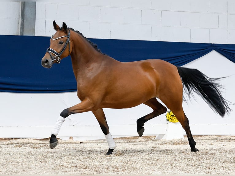 Deutsches Reitpony Stute 4 Jahre 144 cm Brauner in Marsberg