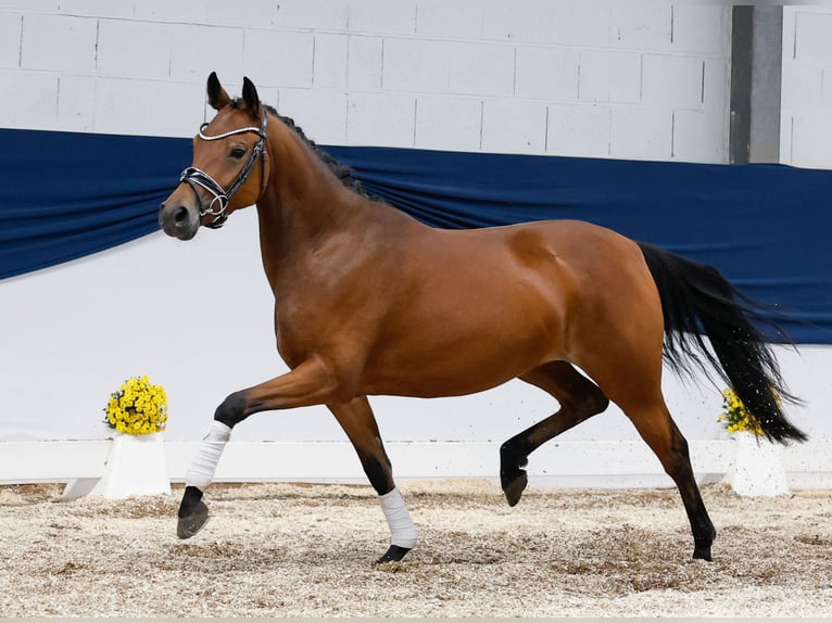 Deutsches Reitpony Stute 4 Jahre 144 cm Brauner in Marsberg