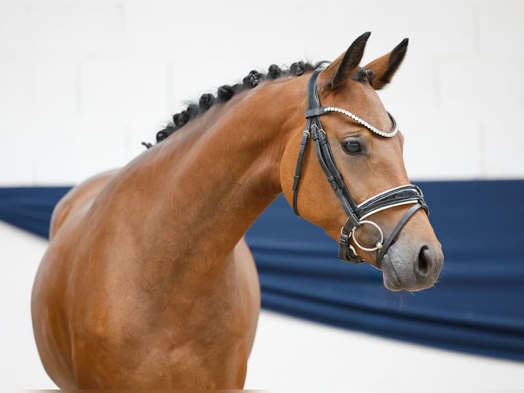 Deutsches Reitpony Stute 4 Jahre 144 cm Brauner in Marsberg