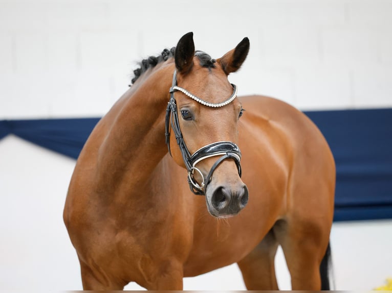 Deutsches Reitpony Stute 4 Jahre 144 cm Brauner in Marsberg