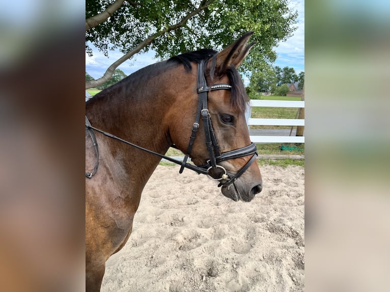 Deutsches Reitpony Stute 4 Jahre 144 cm Brauner in Rietberg