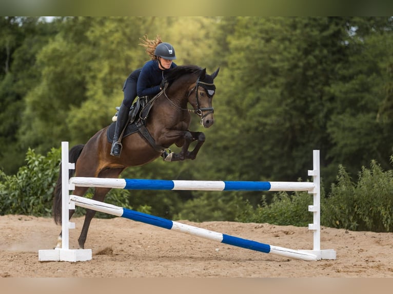 Deutsches Reitpony Stute 4 Jahre 144 cm Buckskin in Eckersdorf