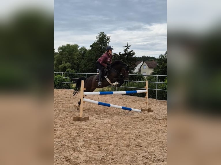 Deutsches Reitpony Stute 4 Jahre 144 cm Buckskin in Eckersdorf