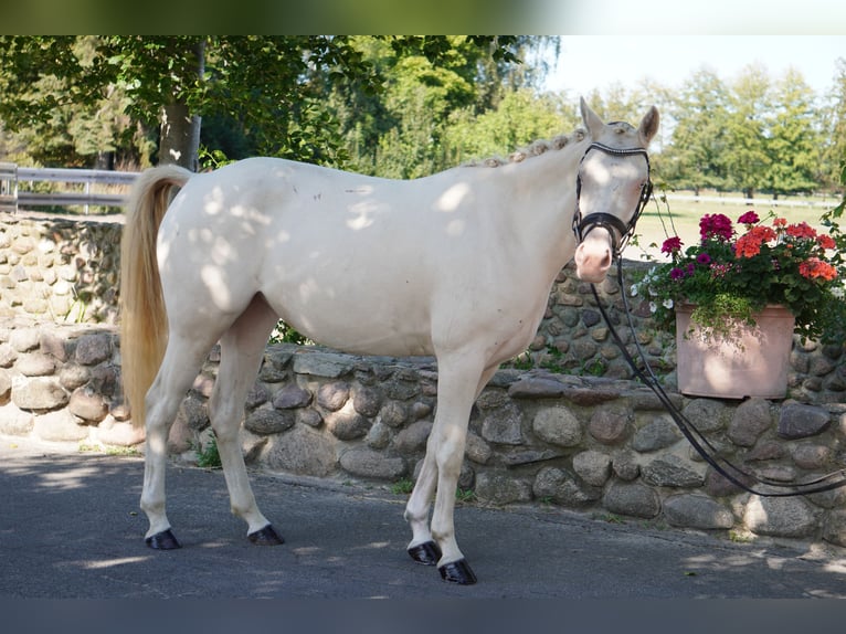 Deutsches Reitpony Stute 4 Jahre 144 cm Cremello in Treuenbrietzen